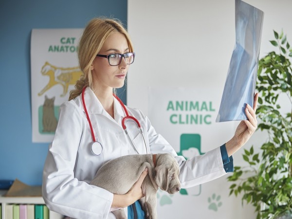 OET Veterinary Science 1 Month Package - Advanced