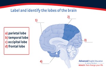 OET Vocabulary; Brain Anatomy